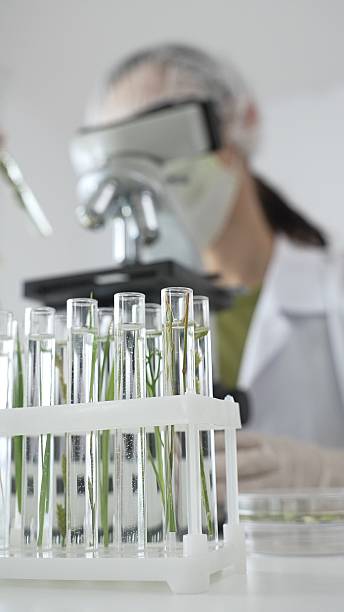 istock Close up of test tubes with a scientist analyzing plant samples in test tubes with a microscope, conducting research in a laboratory. Medicine, healthcare and science concept 2253986043