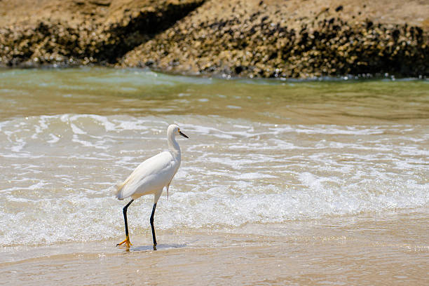 istock Atlantic coast Little Egret Feeding At Ocean Edge Atlantic coast 2253986134