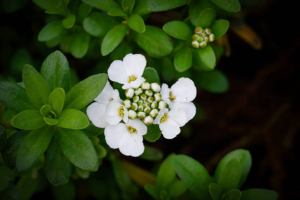 Delicate white Candytuft flowers in spring. Macro shot with vibrant green leaves focusing on the intricate floral structure. Pure nature
