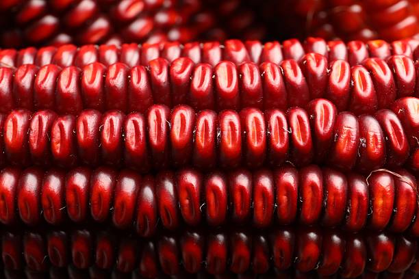 A high-resolution close-up image capturing the intricate details of fresh corn cobs nestled within their green leaves. The bright yellow kernels and lush green husks highlight the natural beauty and farm-fresh quality of this staple vegetable.