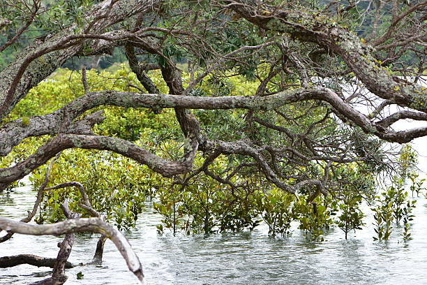 Pohutukawa tree branches above shallow waters of estuary with dense growth of mangroves. Location: Puhoi New Zealand