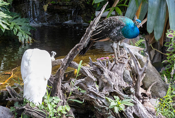 Blue peacock, Florida