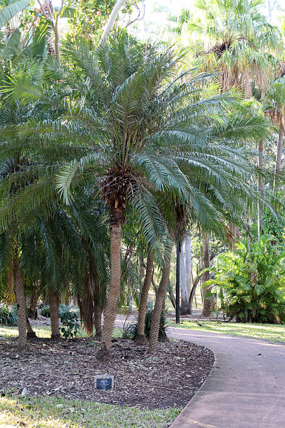 istock Dwarf Date Palm (Phoenix roebelenii) in a tropical garden next to a concrete path 2253993448