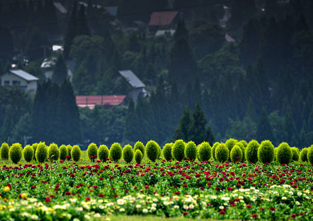 Dense greenery covers a hilltop, featuring rows of small, rounded bushes. In the foreground, a field of blooming flowers, predominantly red with some white, adds vibrant color. The background displays a forested area with scattered houses, featuring sloped roofs typical of a mountainous region. The contrast between the lush greenery and vivid flowers creates a serene, picturesque landscape.
