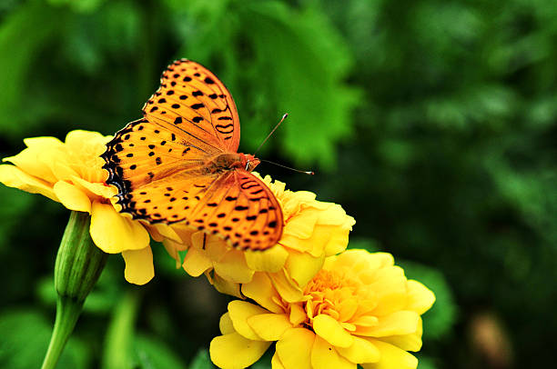 Fritillary butterfly with bright orange and brown-spotted wings rests on vibrant yellow marigold flowers. The butterfly's detailed wing pattern contrasts with the lush green foliage in the background, creating a striking natural scene.