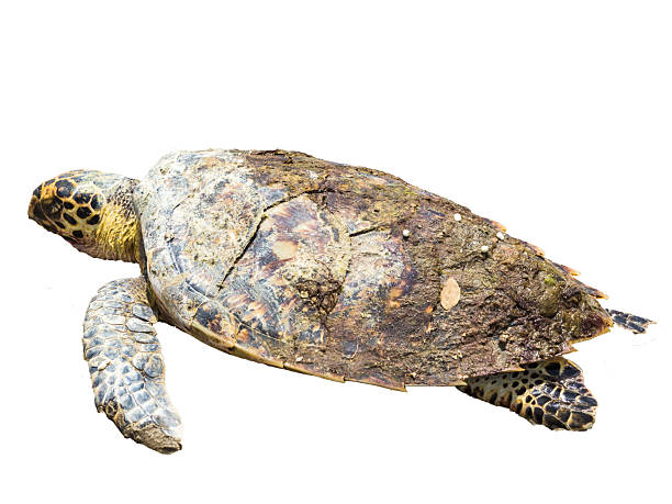 istock Green sea turtle isolated on a transparent background. 2253998705