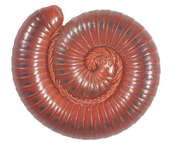 millipede isolated on the transparent background. close-up.