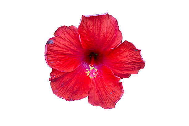 istock Red hibiscus flower isolated on white background 2253998754