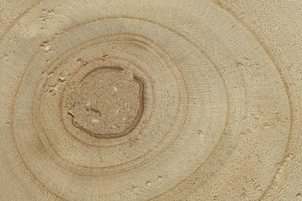 Close-up of natural wood showing circular tree rings and organic grain texture. Warm neutral wood background ideal for nature concepts, sustainability themes, rustic design, and abstract textures.