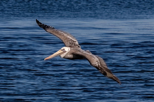 istock Brown pelican in flight. Wings spread, blue water in background. 2253999686