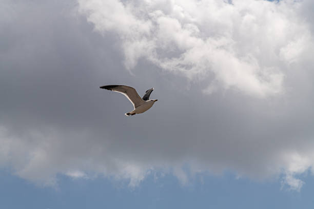 seagull flying at Yeongmok Harbor in Anmyeondo Island