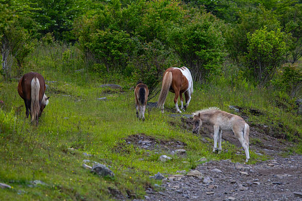 Ponies on the trail at Grayson Highlands