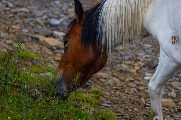 Ponies on the trail at Grayson Highlands