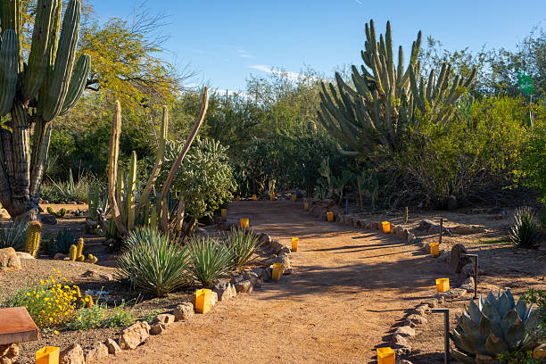 Dirt path through a desert landscape surrounded by cactus and other desert plants in Phoenix, Arizona, USA