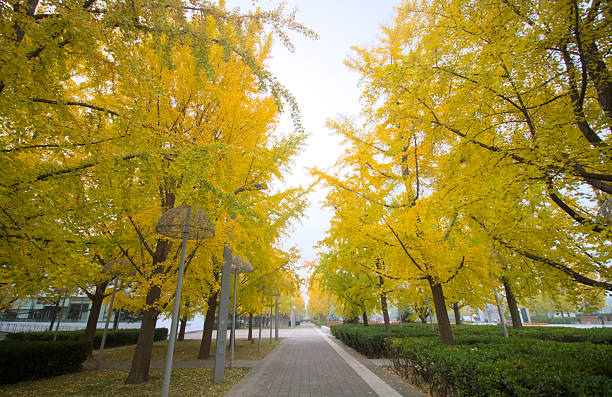 istock Beijing Olypic forest park in autumn 2254006984