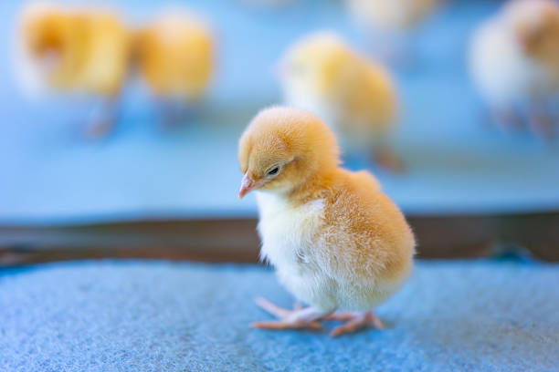 Easter chick and eggs on farm with yellow baby chicken