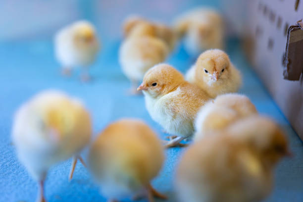 Easter chick and eggs on farm with yellow baby chicken