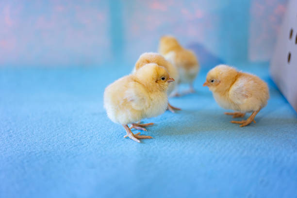 Easter chick and eggs on farm with yellow baby chicken