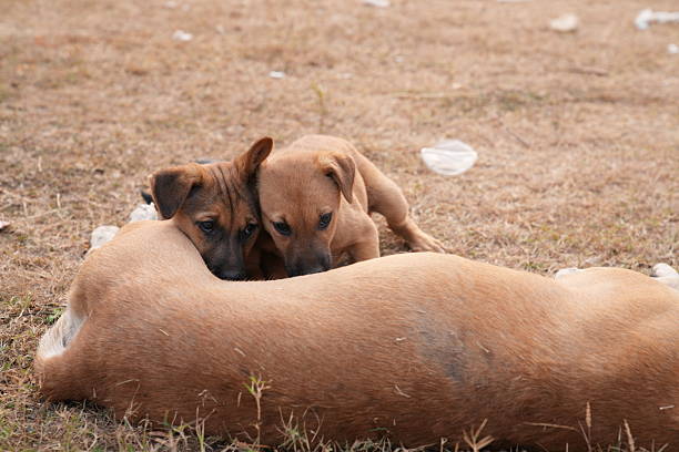 Puppy with mother