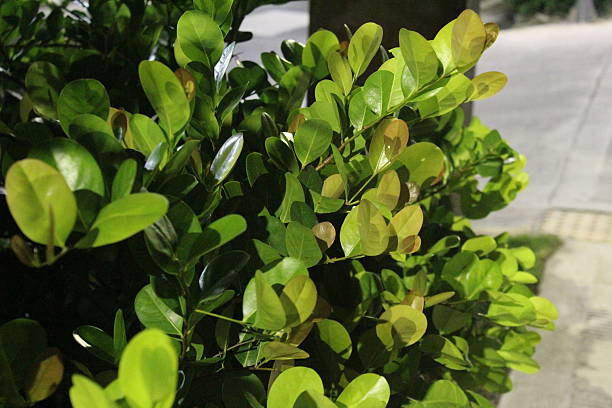 istock Close-up of green leaves epically illuminated by artificial light at night 2254008594