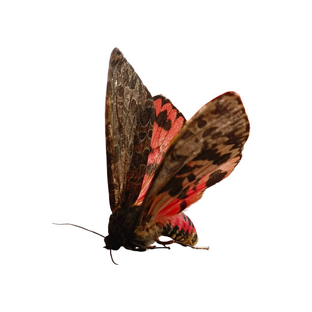 istock Tiger Moth spreads the wings Isolated on White Background with Clipping Path 2254009791