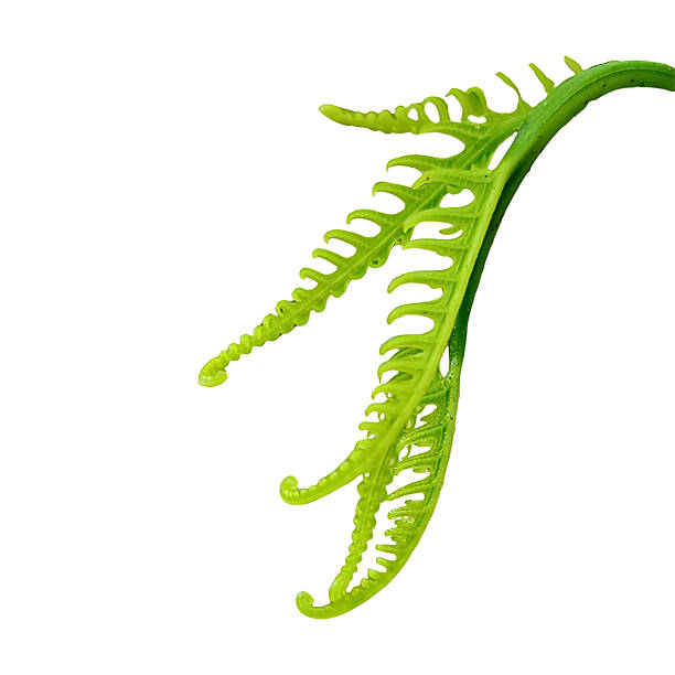 istock Fresh Green Fern Leaf Isolated on White Background with Clipping Path 2254009953