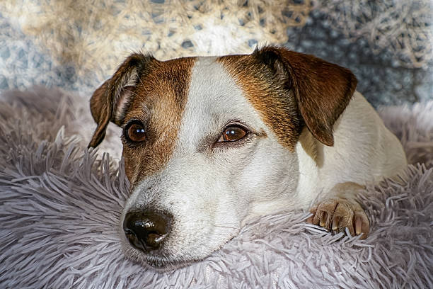 Portrait of a Jack Russell terrier dog lying on dog litter. Pets.