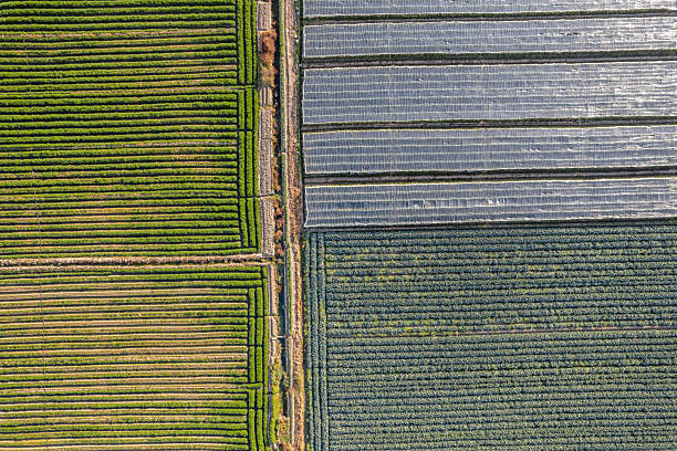 istock A panoramic view of neatly textured farmland crops 2254010755