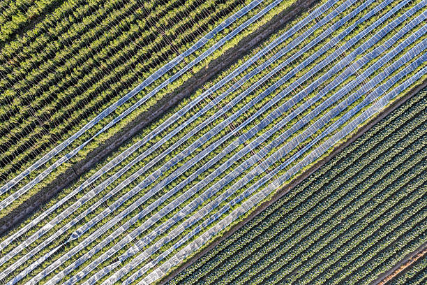 istock A panoramic view of neatly textured farmland crops 2254010759