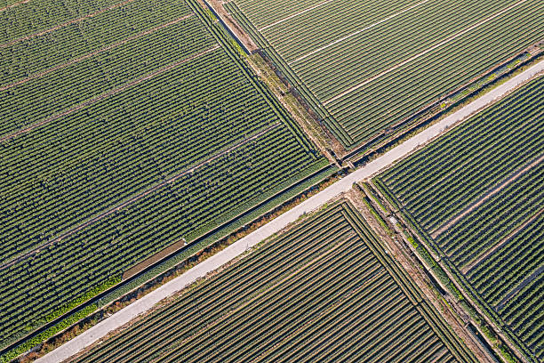 istock A panoramic view of neatly textured farmland crops 2254010774