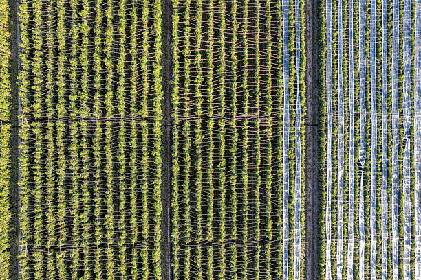 istock A panoramic view of neatly textured farmland crops 2254010778