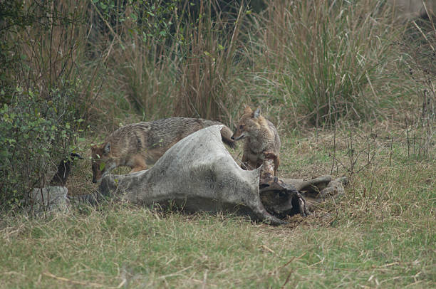 istock Golden jackals feeding of a dead zebu. 2254010849
