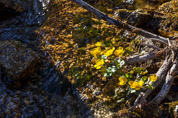 Buttercup (Caltha palustris), Sumpdotter Blume