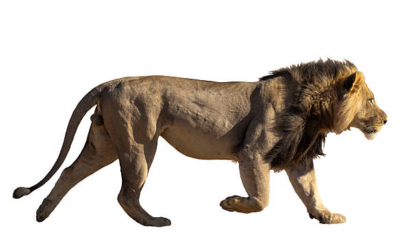 istock Male lion cut out 2254011941