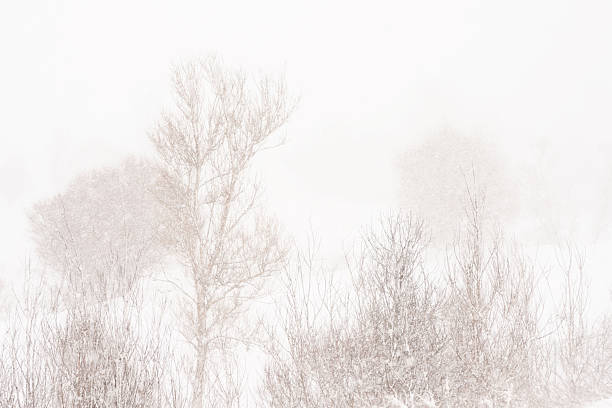 istock Heavy blizzard on Bolu Mountain 2254012311