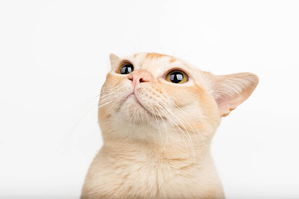 istock A cat with big eyes looks up. 2254012480