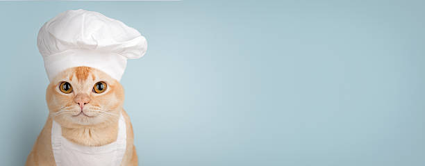 istock Cute burmese cat in chef hat with copy space on light blue background 2254012491