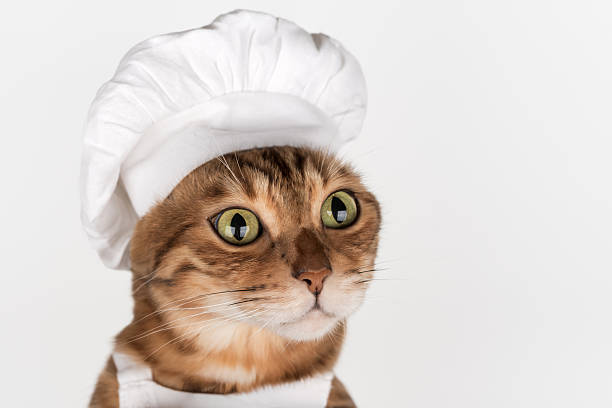 istock Bengal cat wearing a chefs hat on a white background 2254012492