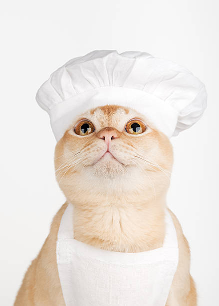 istock A Burmese cat wearing a chefs hat looks up against a white background. 2254012499