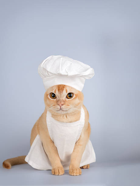 istock Funny burmese cat in chef hat and apron 2254012501