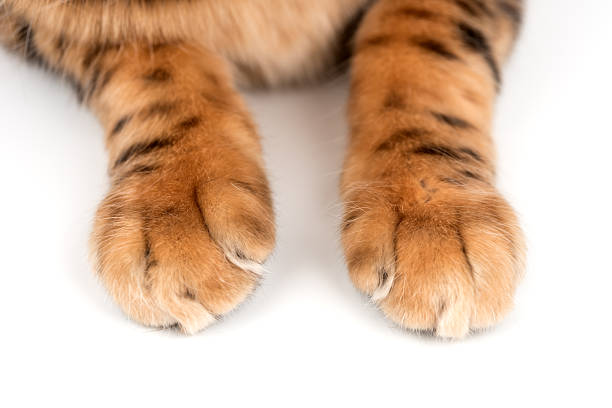 istock Close-up of cat paws 2254012504