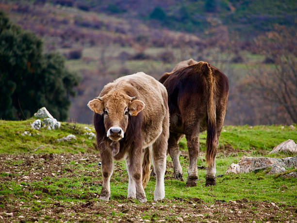 Cow grazing outdoors in Madrid, Spain.