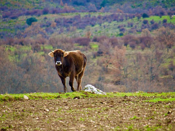Cow grazing outdoors in Madrid, Spain.