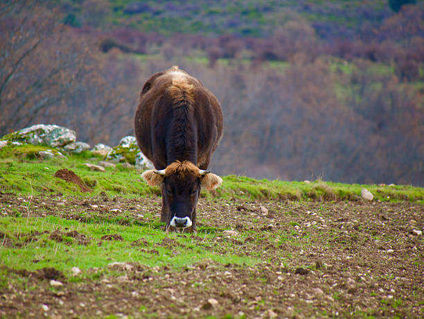 Cow grazing outdoors in Madrid, Spain.