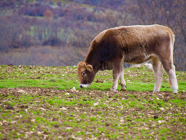 Cow grazing outdoors in Madrid, Spain.