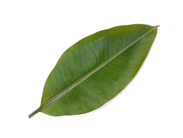 istock Banana leaf isolated on white background 2254012634