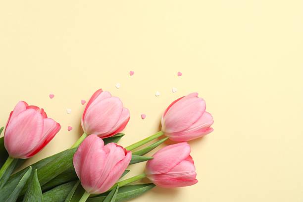istock Beautiful fresh pink tulips on color background 2254012683