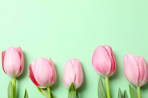 istock Beautiful fresh tulips on color background 2254012968