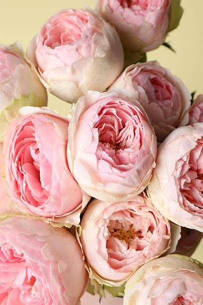 istock Beautiful pink peony roses on a color background 2254013812