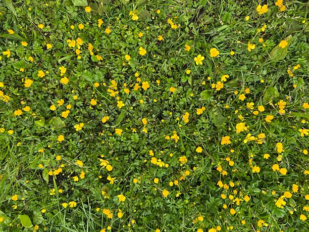 istock Field with yellow flowers, close up view 2254014768